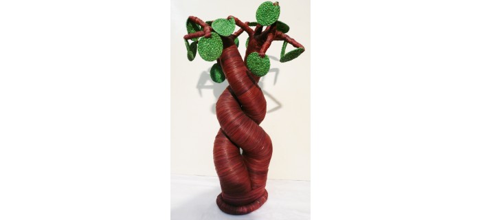 Baobab amoureux 20cm